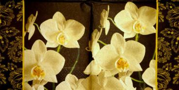 035 Orchids - 3-ply - Avantgarde